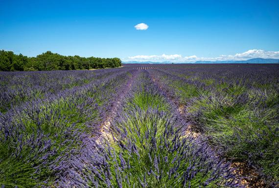 Provence, Francia