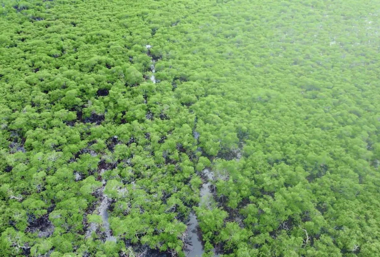 Bah330 - Bah330 - Île de Selvagem pour le développement hôtelier