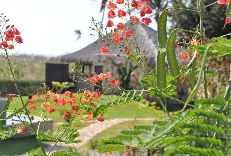 Pia001 - Hotel à Barra Grande,  Piauí