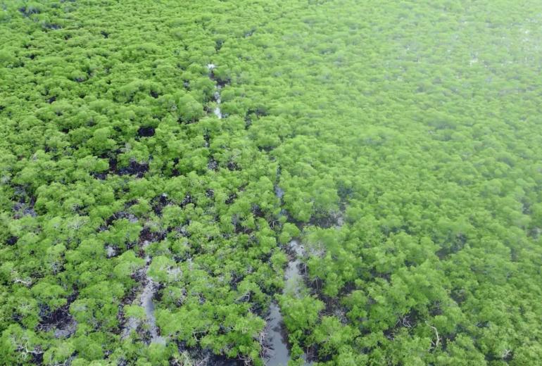 Bah330 - Bah330 - Île de Selvagem pour le développement hôtelier