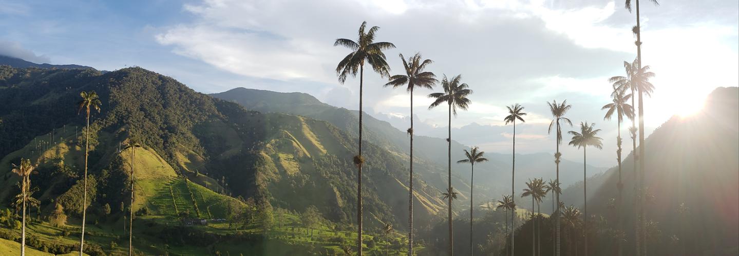 coffee plantation in the region of Armenia, department of Quindio,  Cordillera Central of the Andes mountain range, Colombia, South America  Stock Photo - Alamy