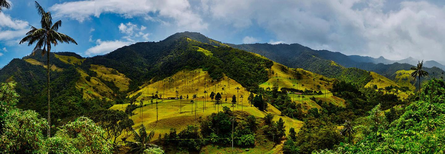 coffee plantation in the region of Armenia, department of Quindio,  Cordillera Central of the Andes mountain range, Colombia, South America  Stock Photo - Alamy